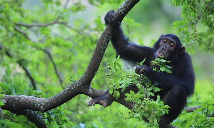 5 days Rwanda chimpanzee trekking safari