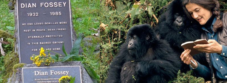6 days Rwanda gorillas, dian fossey and lake kivu safari 