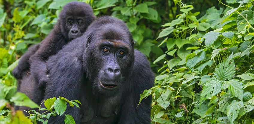 4 days Kahuzi Biega lowland gorilla trekking safari