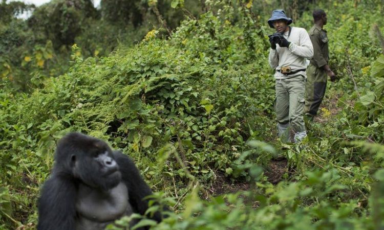5 days Rwanda and Congo gorilla safari