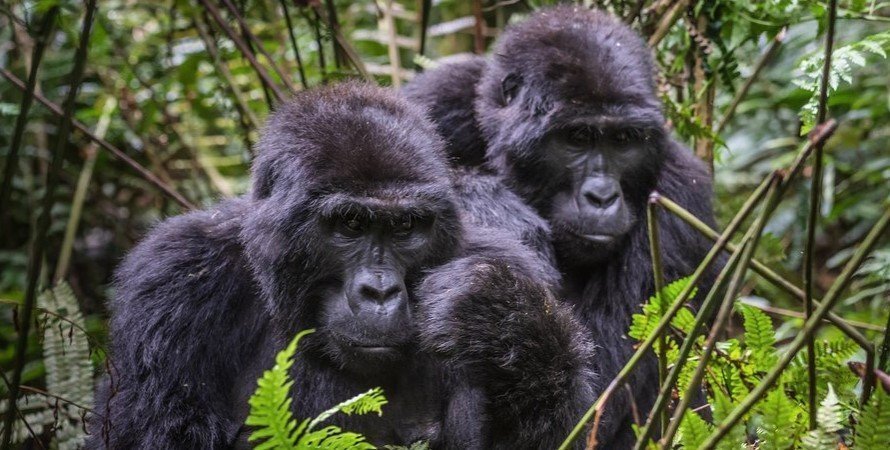 3 days Uganda gorilla trekking from Kigali
