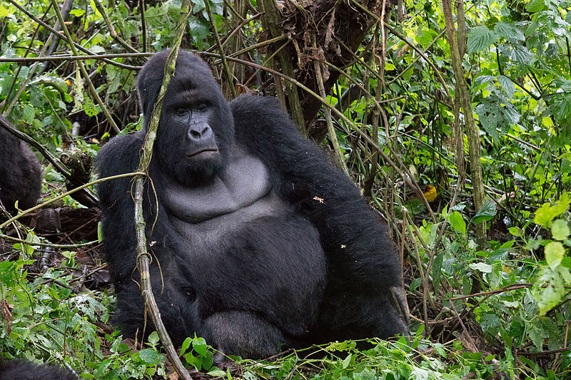 5 days Virunga, Nyiragongo and Kahuzi Biega safari