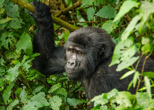 4 days bwindi gorillas and lake bunyonyi safari 