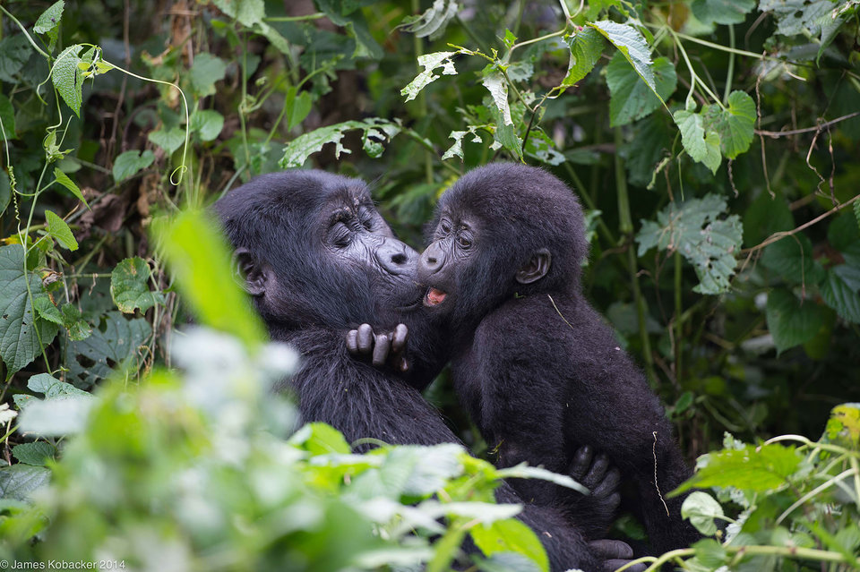 4 days double gorilla habituation experience safari