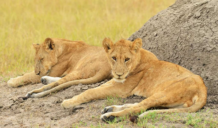 7 days Uganda wildlife and primates safari 