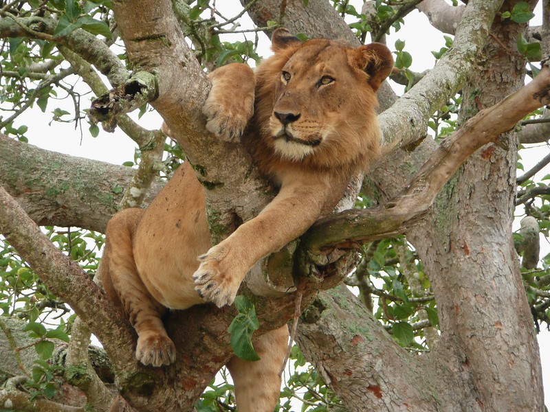 2 days tree climbing lions safari