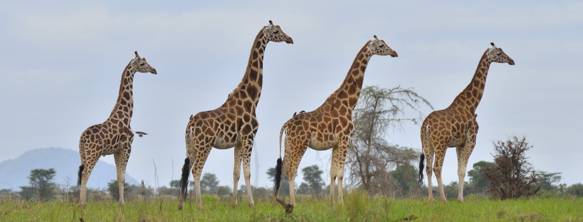 Facts About The Rothschild Giraffes