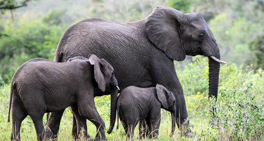 7 Facts About The African Bush Elephants
