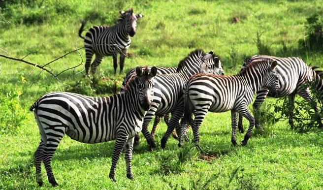 How To Get To Lake Mburo National Park