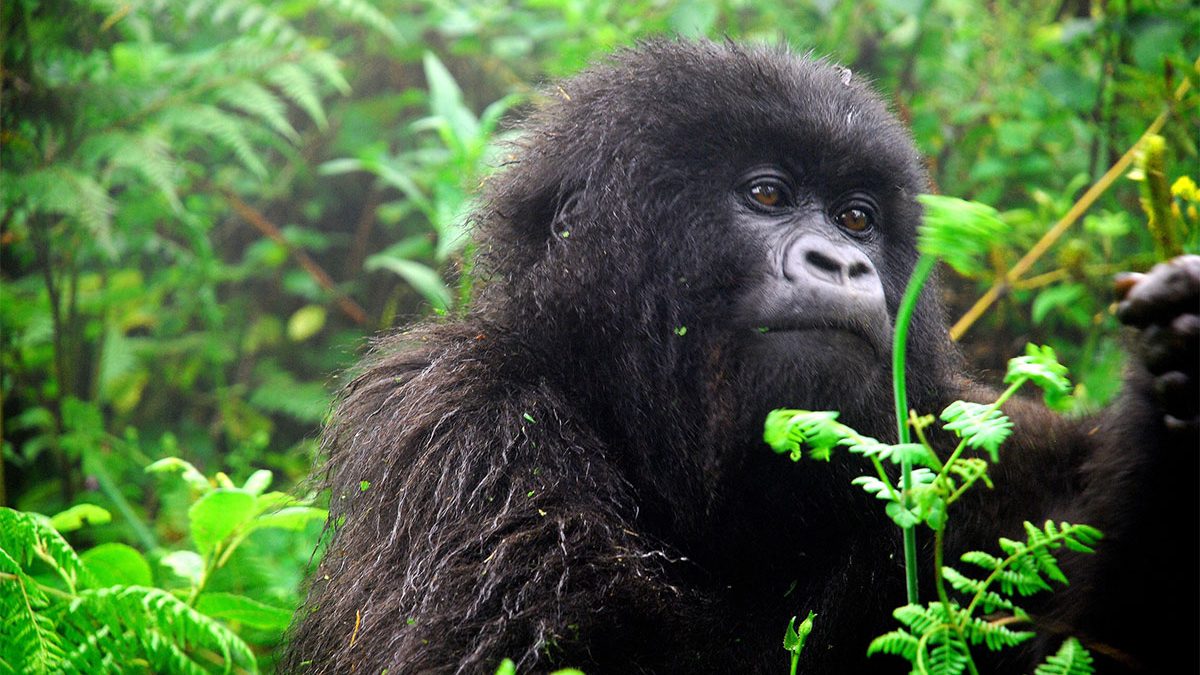 Gorilla Families In Buhoma Sector