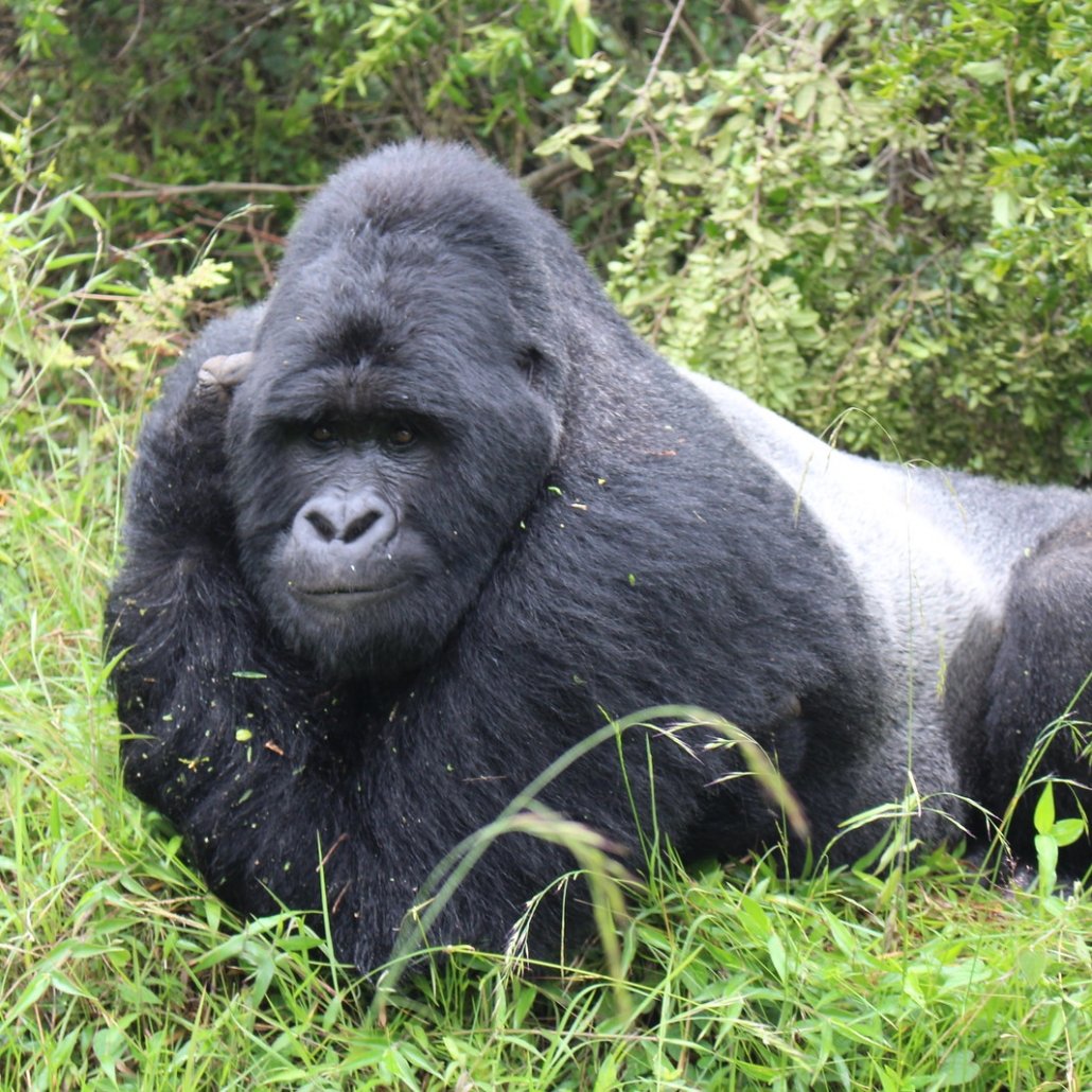 Is A Silverback Gorilla Strong
