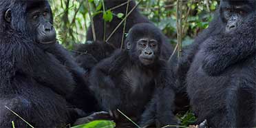 5 days Bwindi gorillas and ishasha tree climbing lions