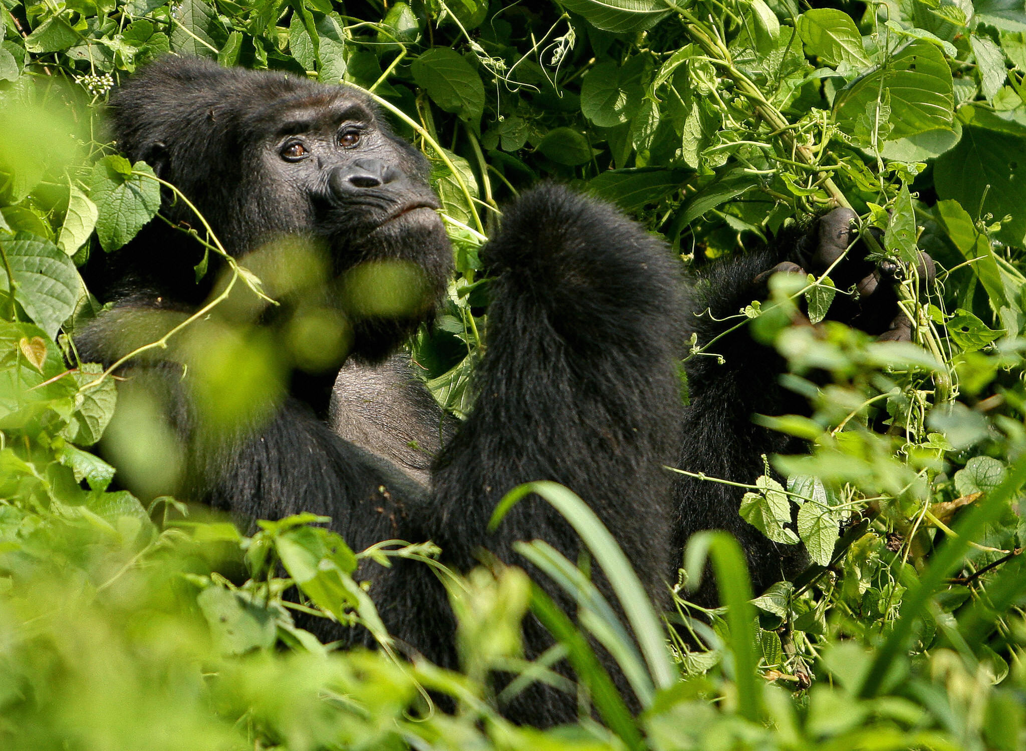 13 Facts About Mountain Gorillas in Africa