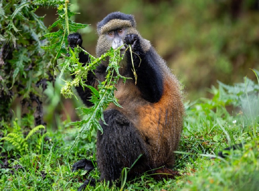 6 Facts About Golden Monkeys