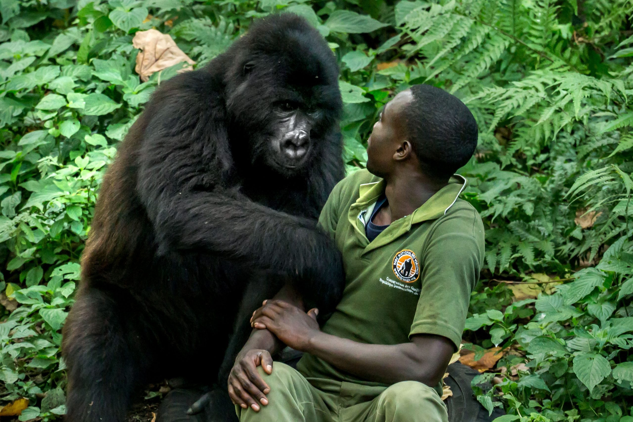 Are Gorillas Dangerous Animals