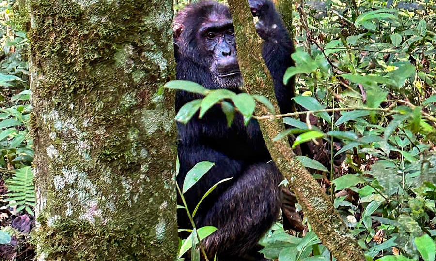 Chimpanzee trekking in Uganda