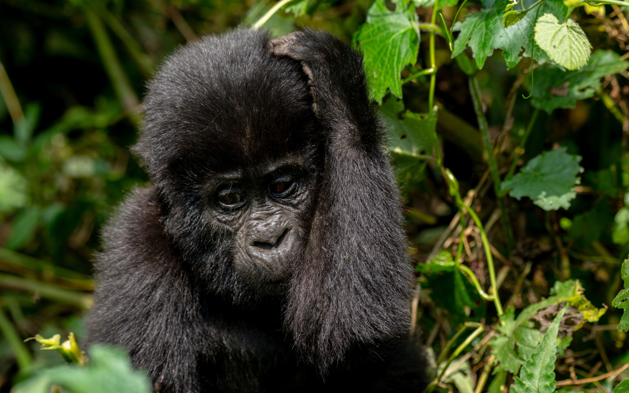 Gorilla permits in Bwindi impenetrable forest national park