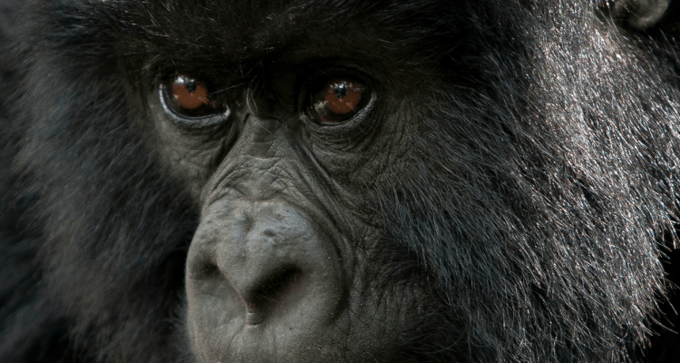 Gorilla Trekking In Uganda