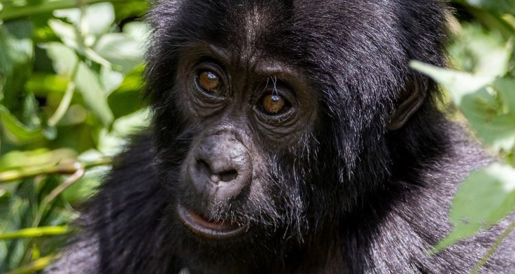 Age limit for Gorilla trekking in Uganda