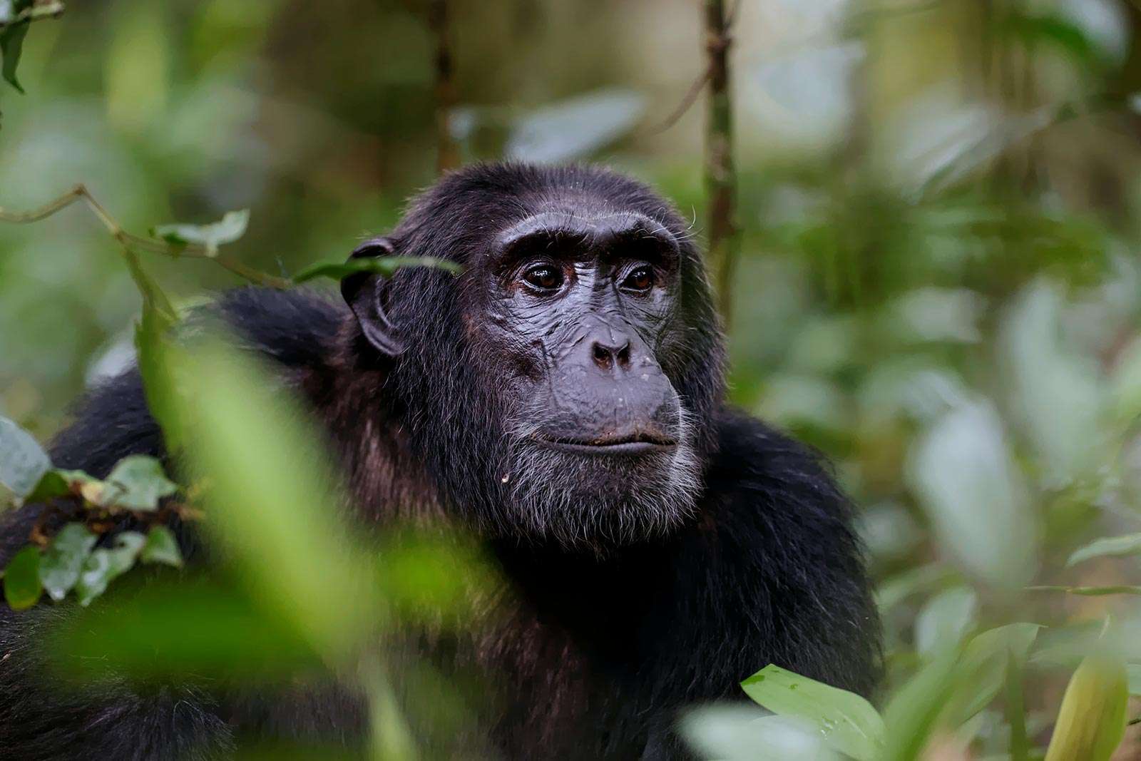 Chimpanzee Trekking in Kalinzu Forest