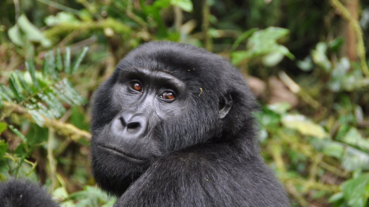Gorilla trekking for disabled and elderly