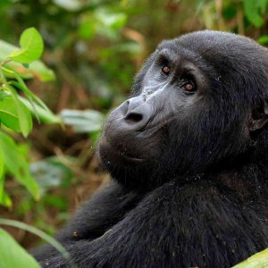 00-Gorilla_Trekking_Uganda_Versus_Rwanda_Which_Is_Better-BW-header1200px