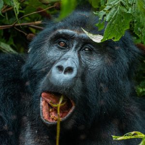 gorilla-trekking-in-uganda-main-image-op