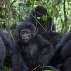 gorillas-uganda